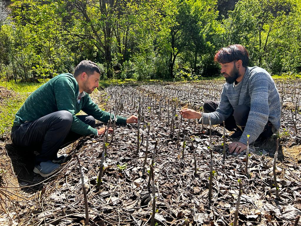 Valley to Belly farmers carefully performing grafting on apple plants, ensuring strong and healthy growth for a bountiful harvest