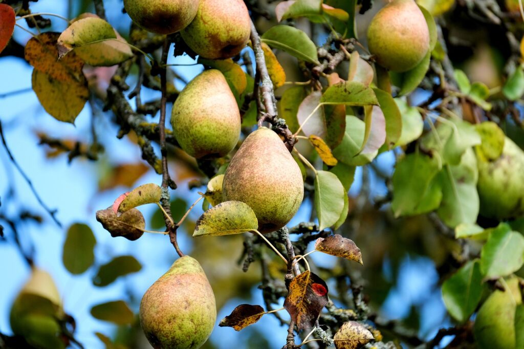 pear, fruit, tree-5726303.jpg