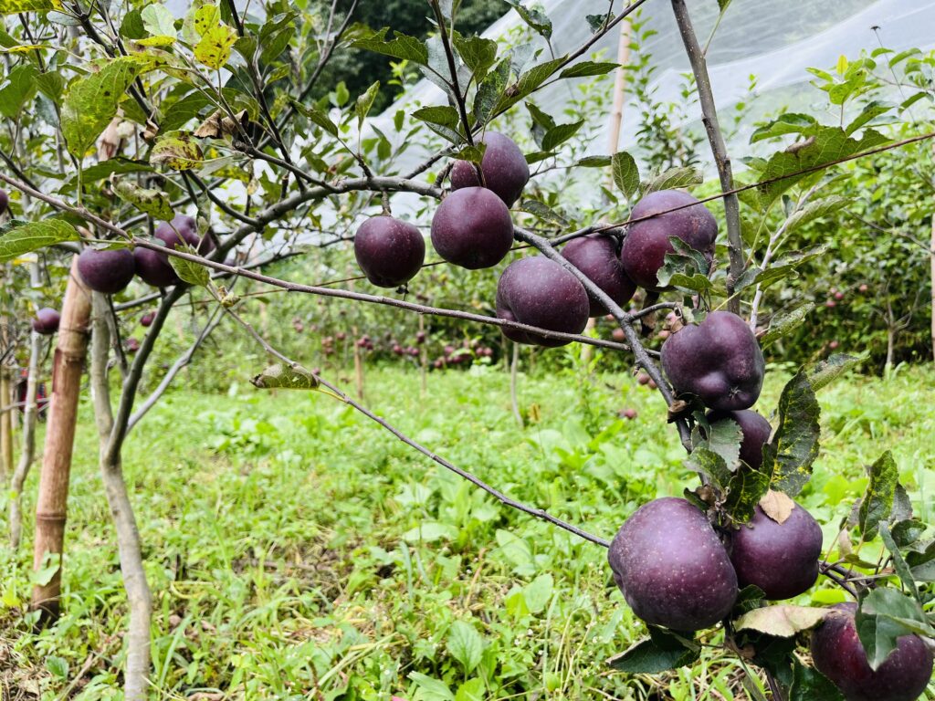 Crisp and Juicy Harvest: Apples from Valley to Belly