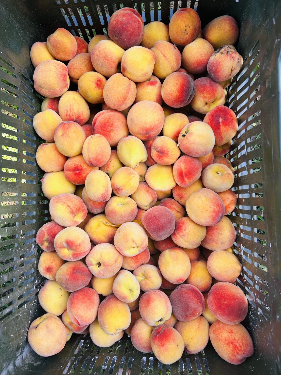 Valley to belly peach grown in maindrath tiuni